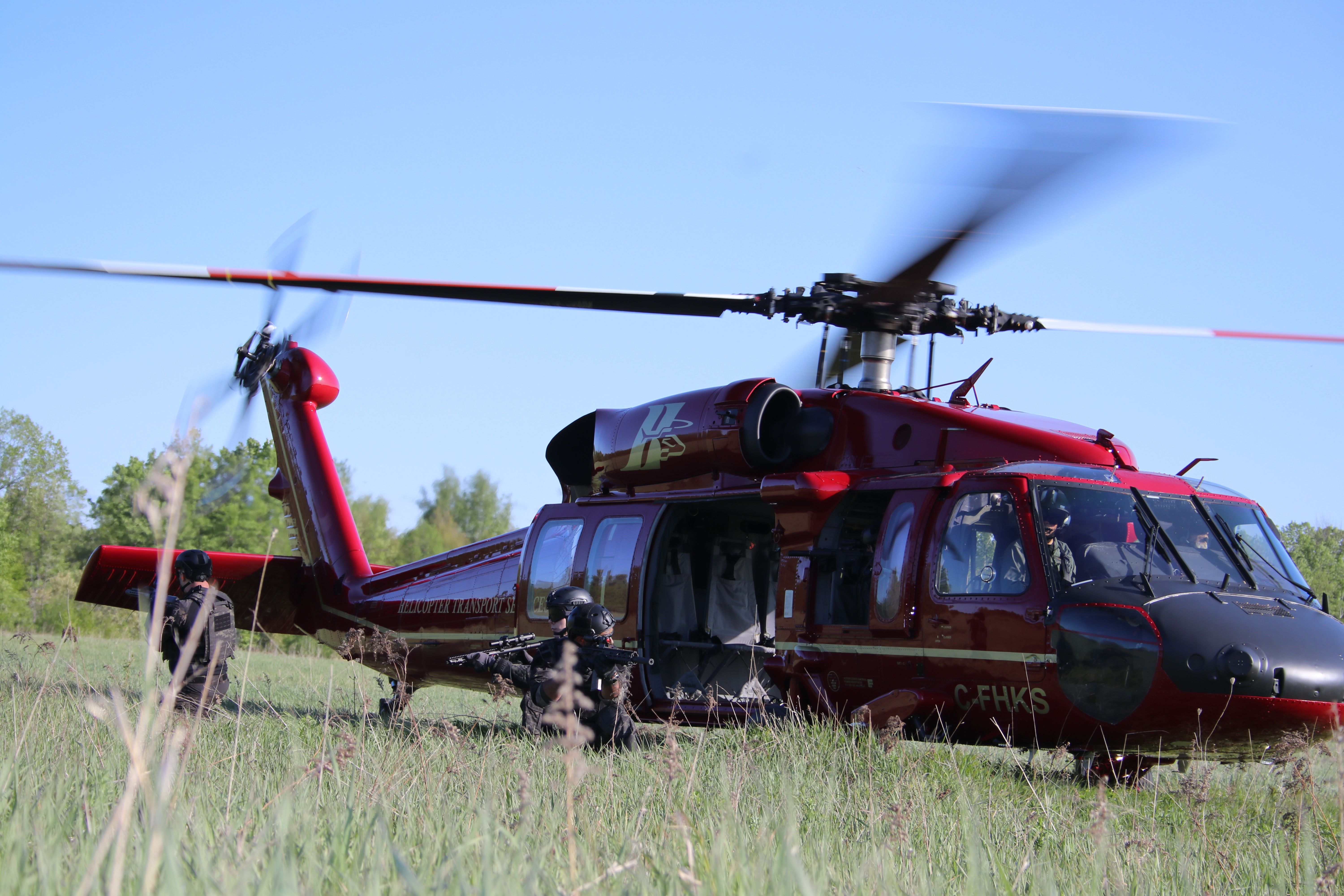 HTS Black Hawk settling into tall grass