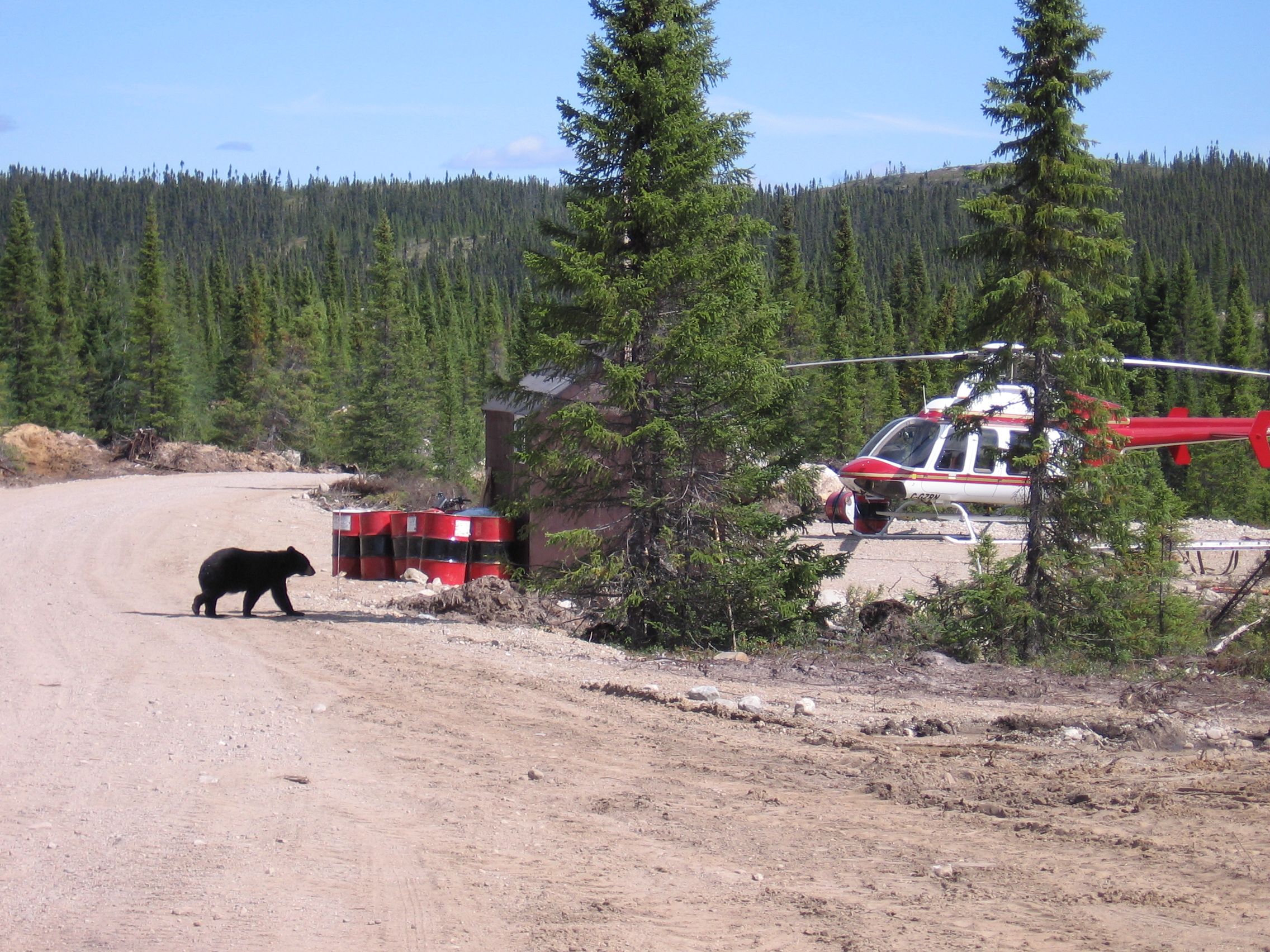 Black bear crossing a gravel road at a bush camp, helicopters parked behind